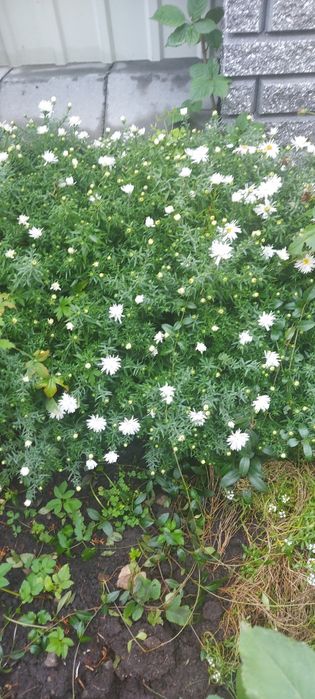 Білі низькорослі осінки або осіння айстра