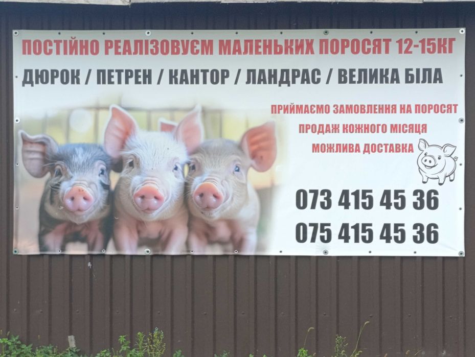 Продам маленьких поросят