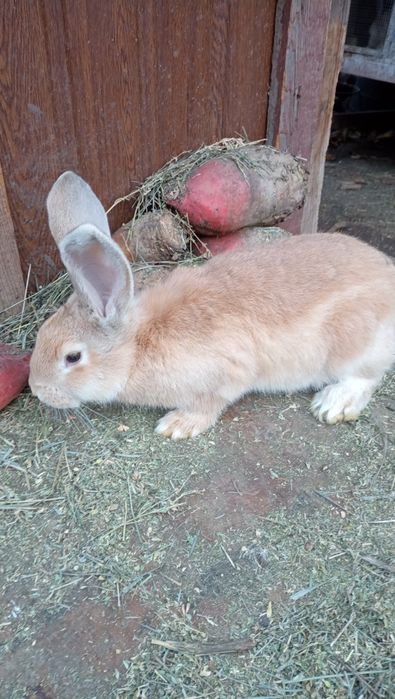 Продам НСВ кроликів