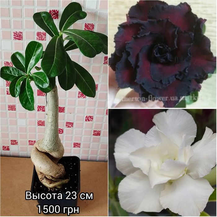 Адениум мультипрививка Taiwan Peony+Moran