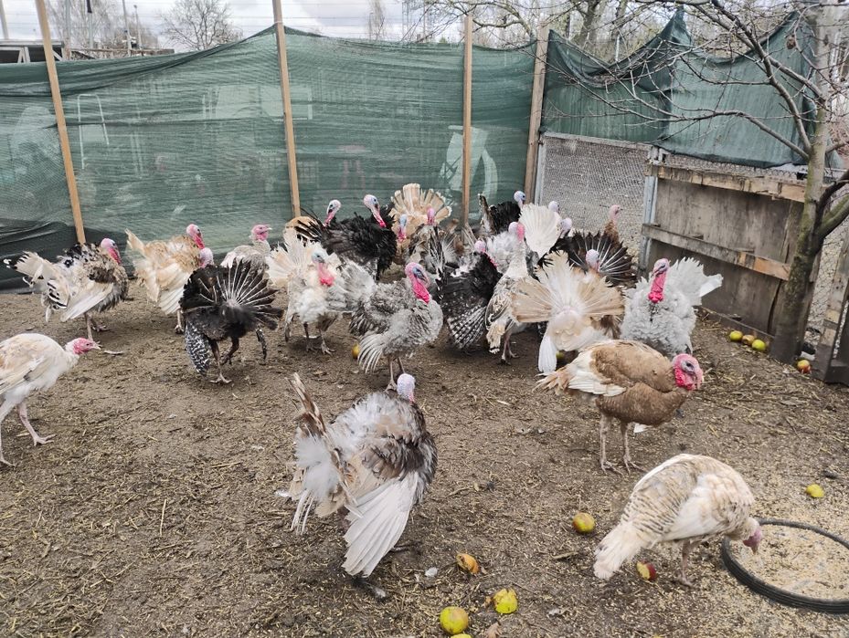 INDORY z sierpnia 2025