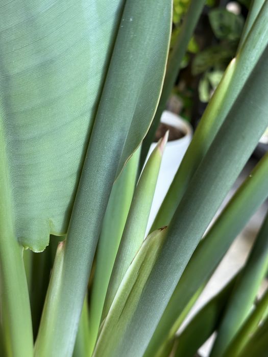 Стреліція Регіна Королівська h 180