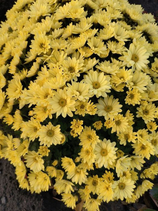 Хризантема шаровидна(мультифлора)