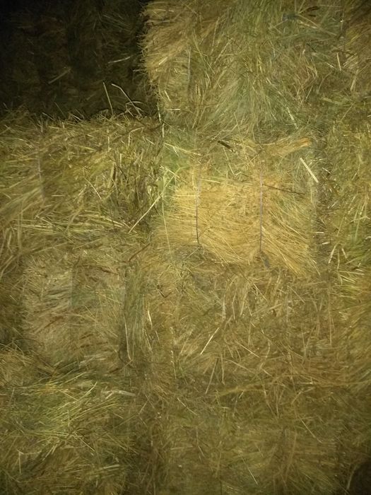Сіно в тюках лугове