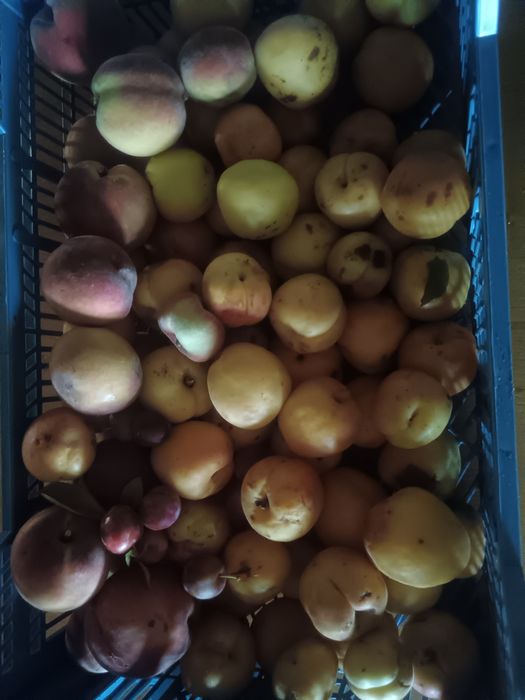 Alperces 3€kg.    .