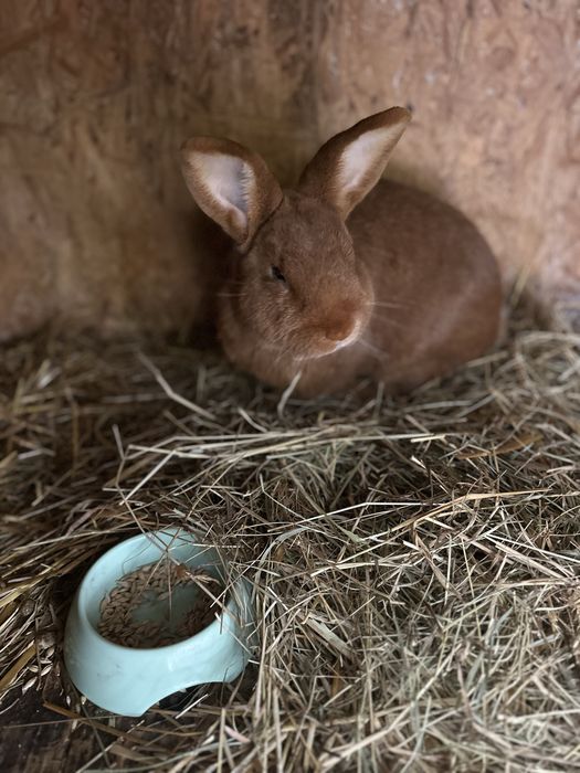 Królik Samiec piekny
