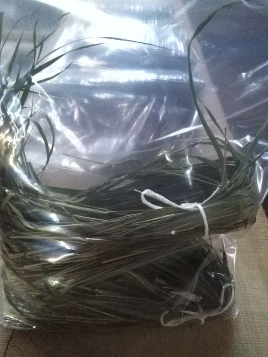 Żubrówka trawa z Podlasia