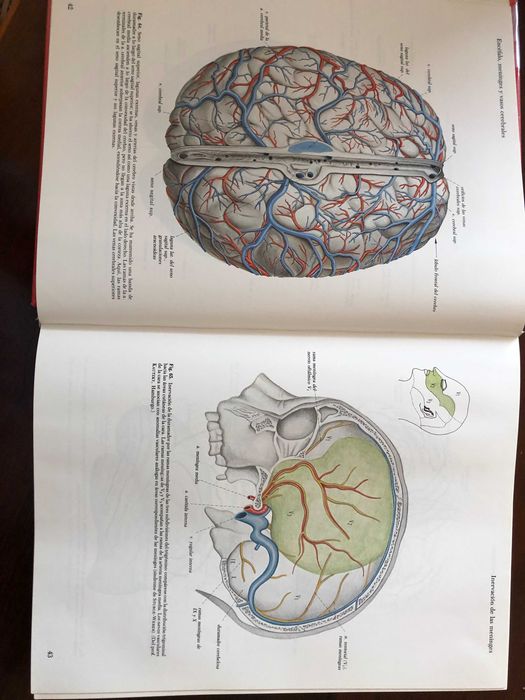 ATLAS de Anatomia Vol. 1 e 2