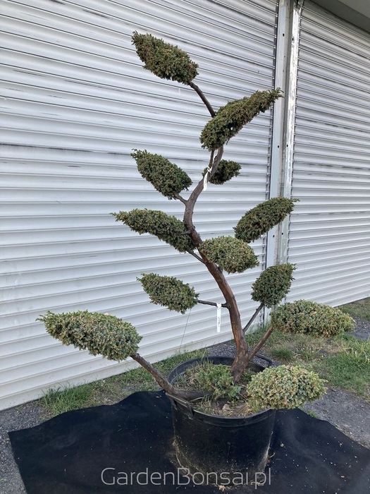 OZDOBA- Bonsai z jałowca chińskiego 'BLUE ALPS' - 170 cm