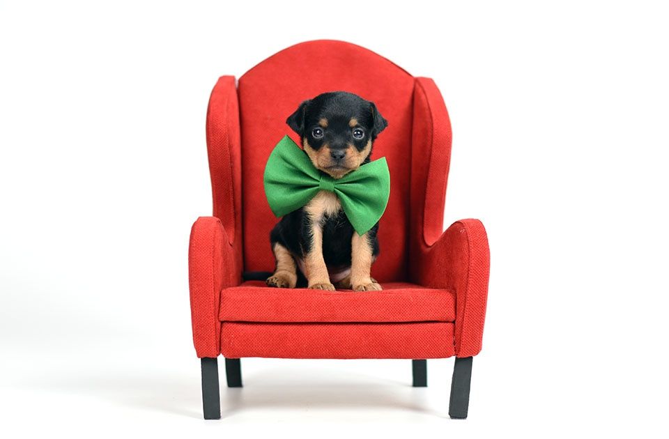 Чёрный красавчик!