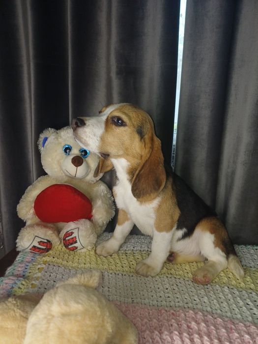 Біглята з документами