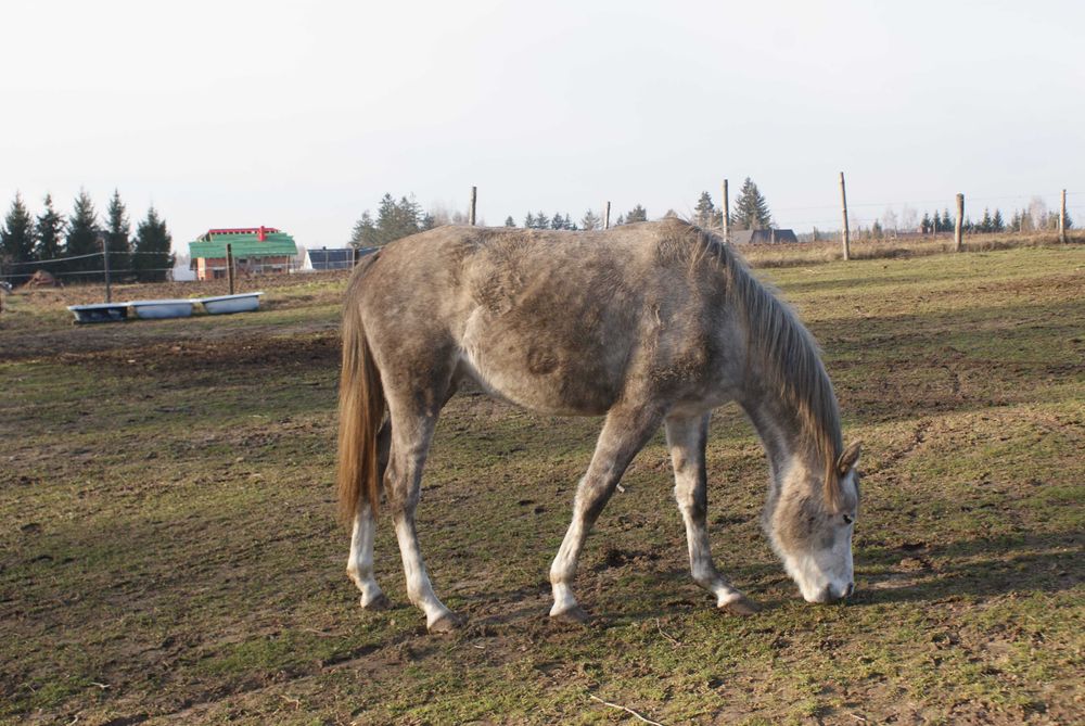 sprzedam klacz czystej krwi arabskiej klacz surowa wzrost 158