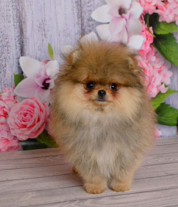 Найгарніший малюк міні ведмедик пом