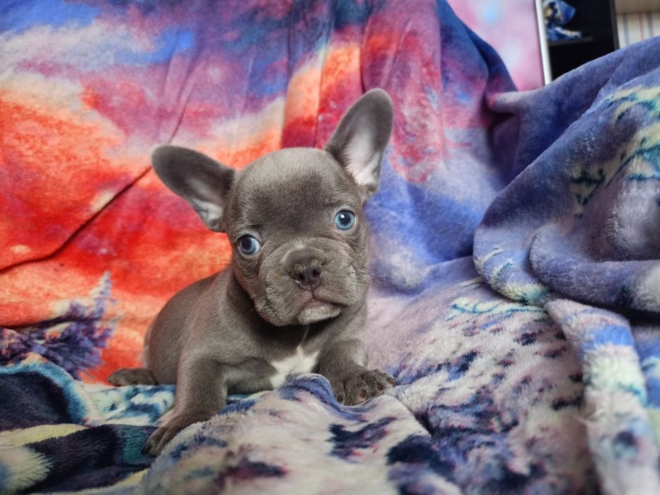 Французский бульдог мальчик