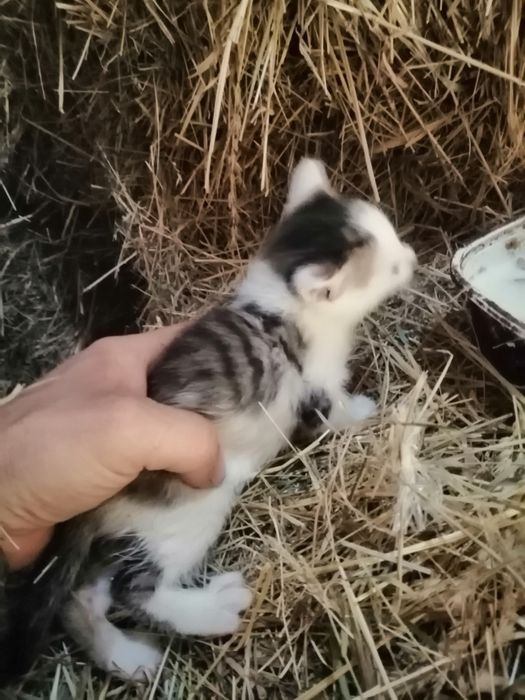 Oddam młode  Kotki z gospodarstwa,w dobre ręce