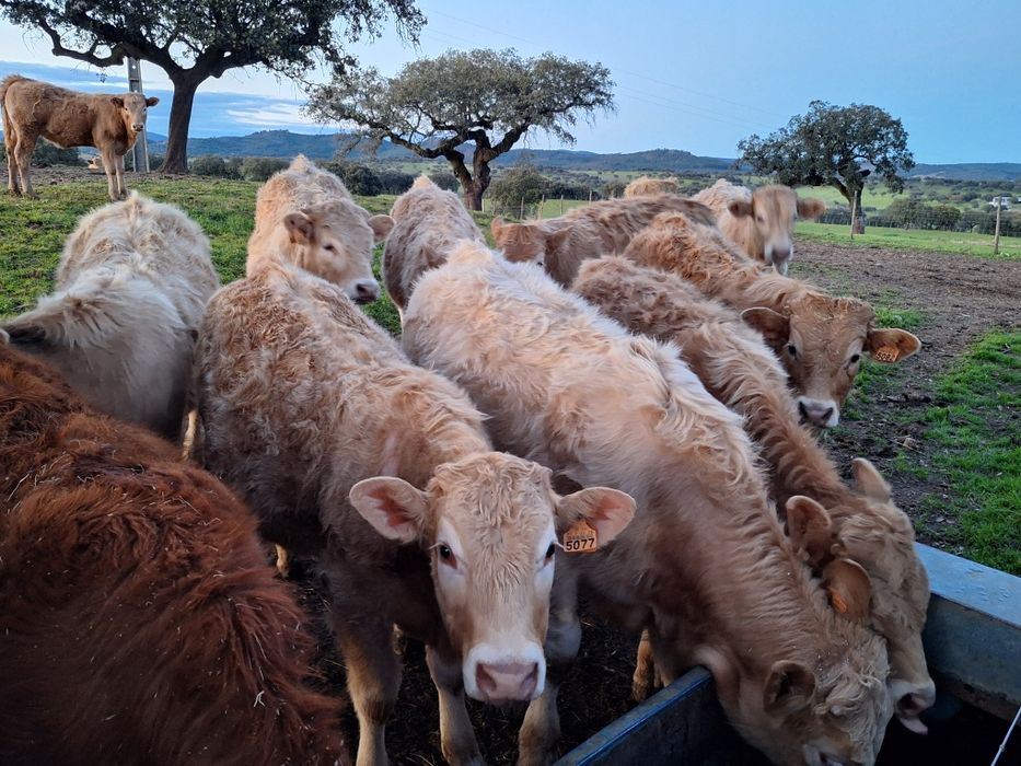 Vitelos cx de limousine e charoles.