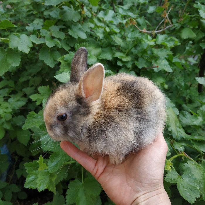 Шоколадные зайчики рыжие мини кролики белые крольчата в Харькове кроли
