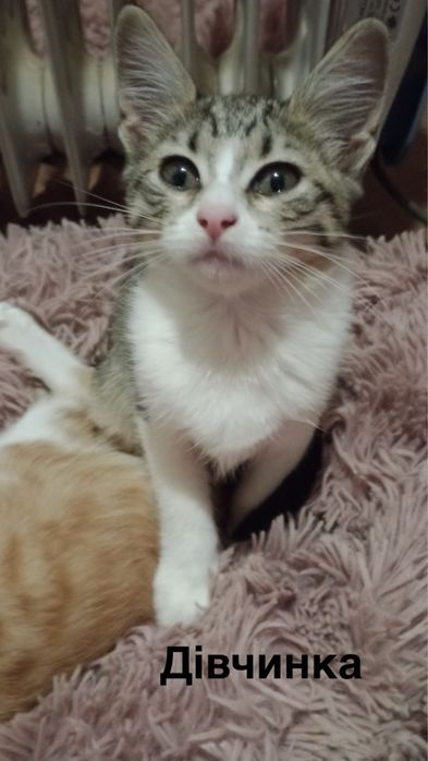Кошенята безкоштовно
