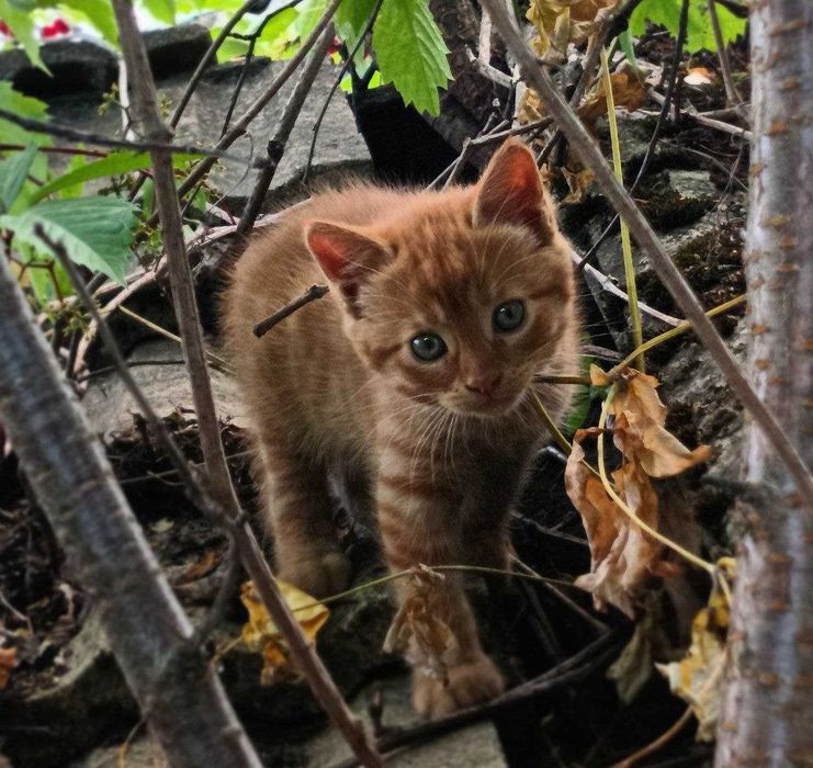 Кошенята, котики, домашні улюбленці