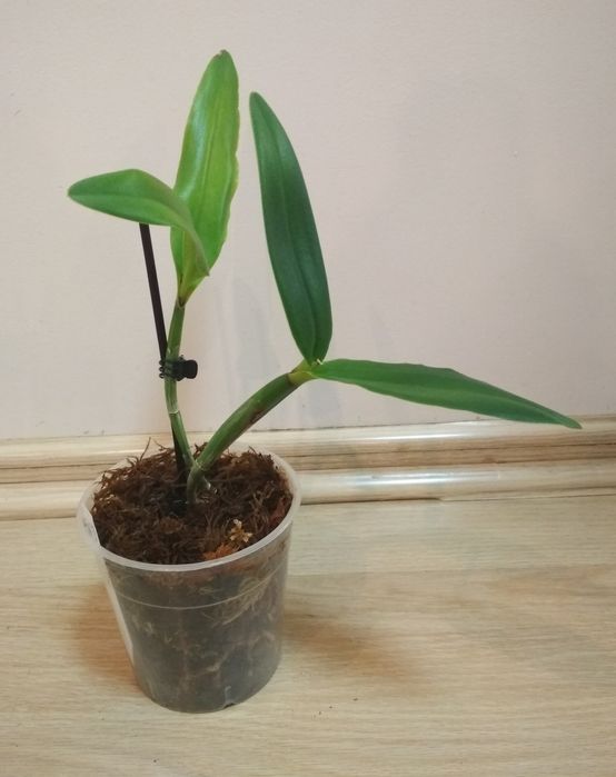 Орхидея каттлея, Азия