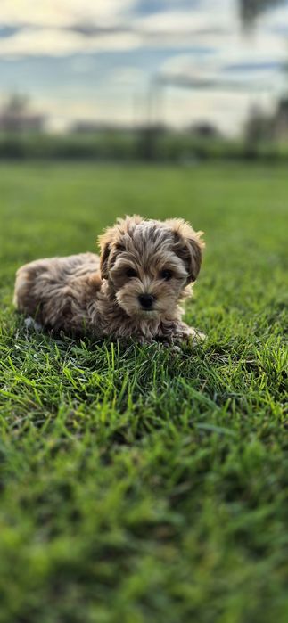Maltipoo suczka mała
