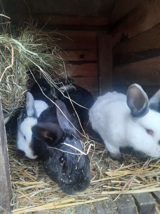 Kroliki krolik roczne