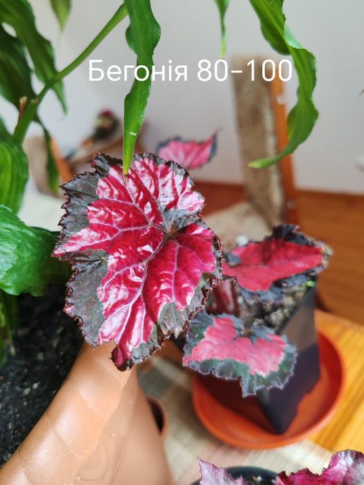 Бегонія.         .