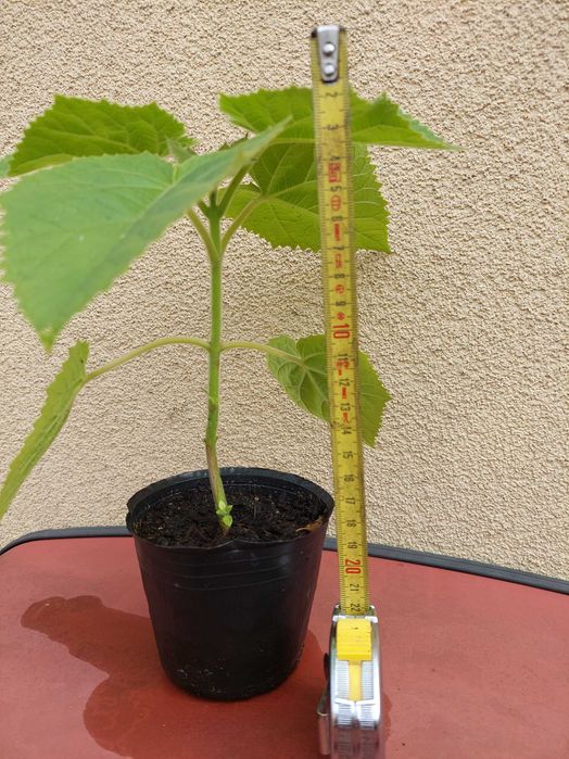 Drzewo tlenowe paulownia