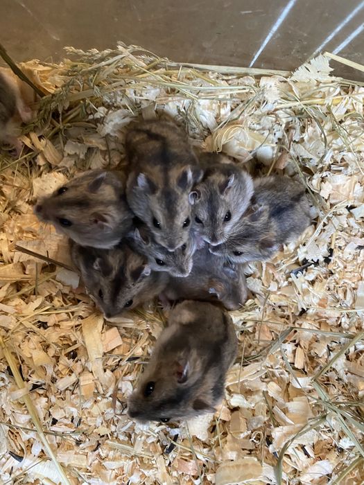 Джунгарские хомячки