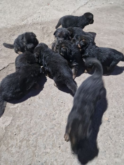 Цуценята німецької вівчарки