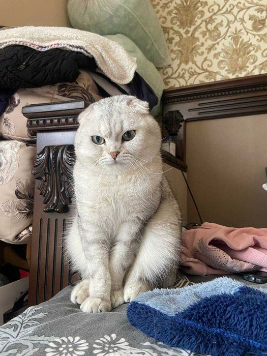 Висловухий шотландський кіт на в’язку. Окрас срібна шинишила.