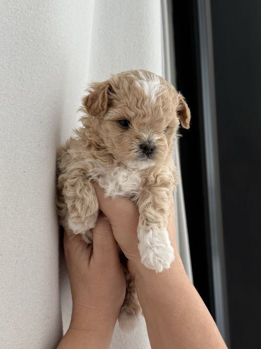 Цуценята Мальтіпу!