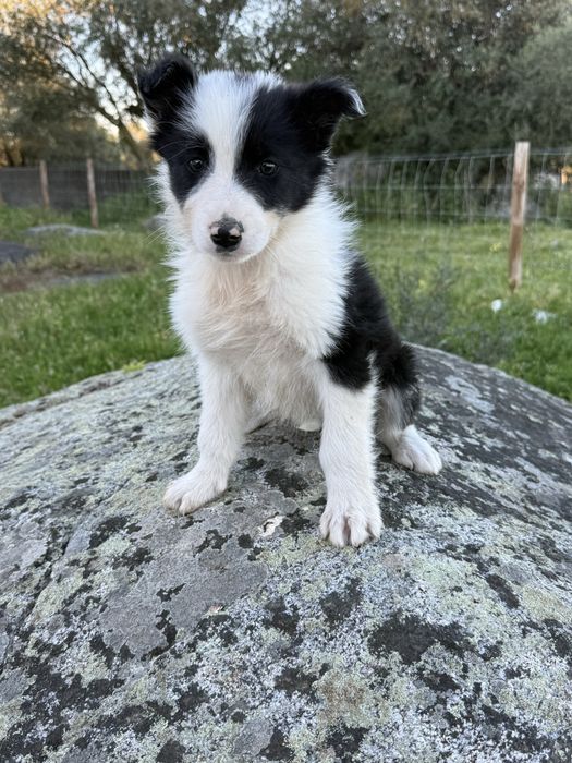 Border collie preto e branco