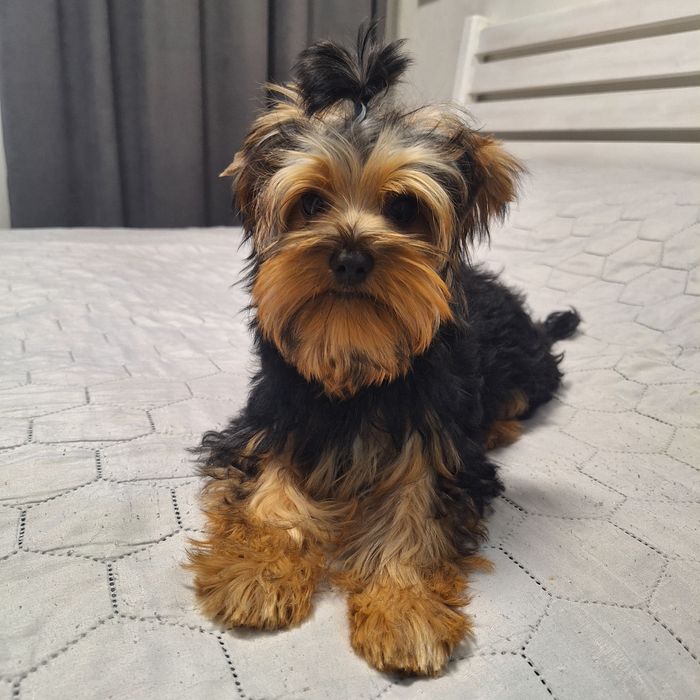 Цуценя йоркширського тер’єра шукає нову домівку