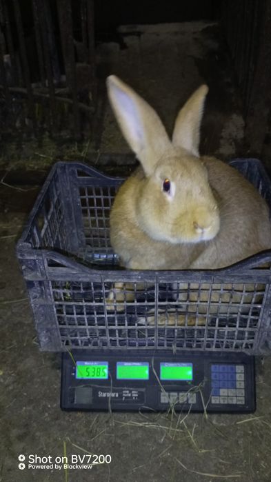 Кролики бургундці