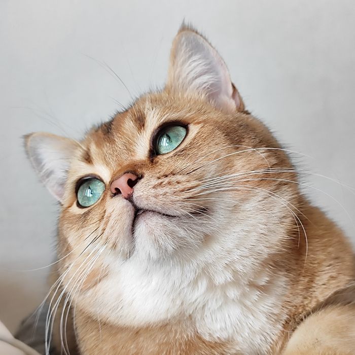 Котик золота шиншила на в'язку. Кіт для в'язки шотландський