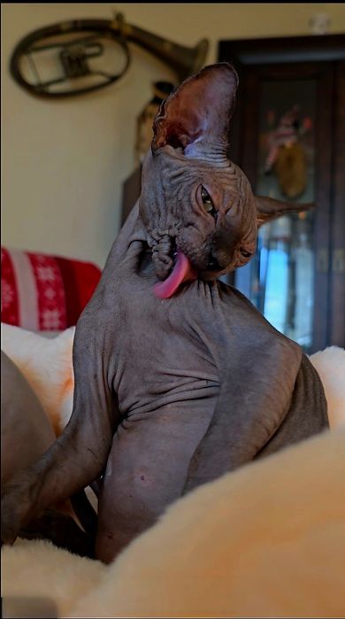 Kot sfinks kocurek czarny pieszczoch