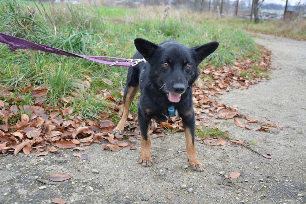 Smerfik- popatrz w te oczy i pokochaj ADOPCJA