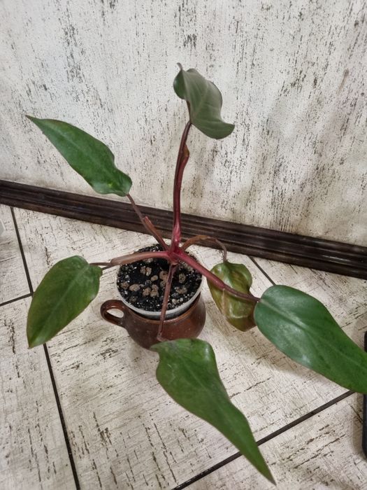 Фiлодендрон ( Fhilodendron)