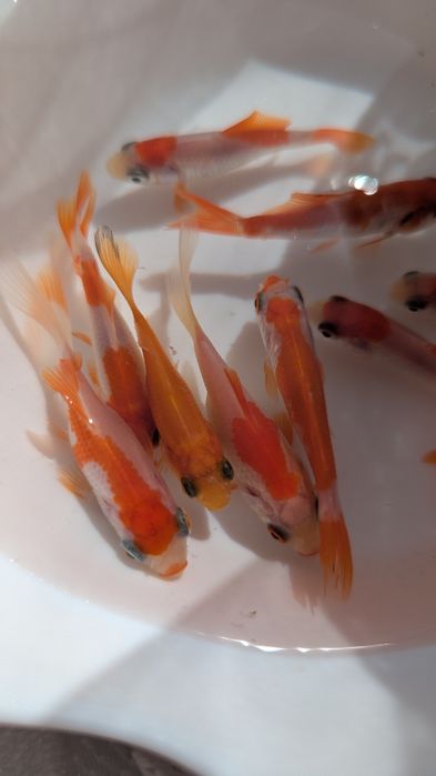 Комета,карпи Кої,риба для водойми,корм для риб