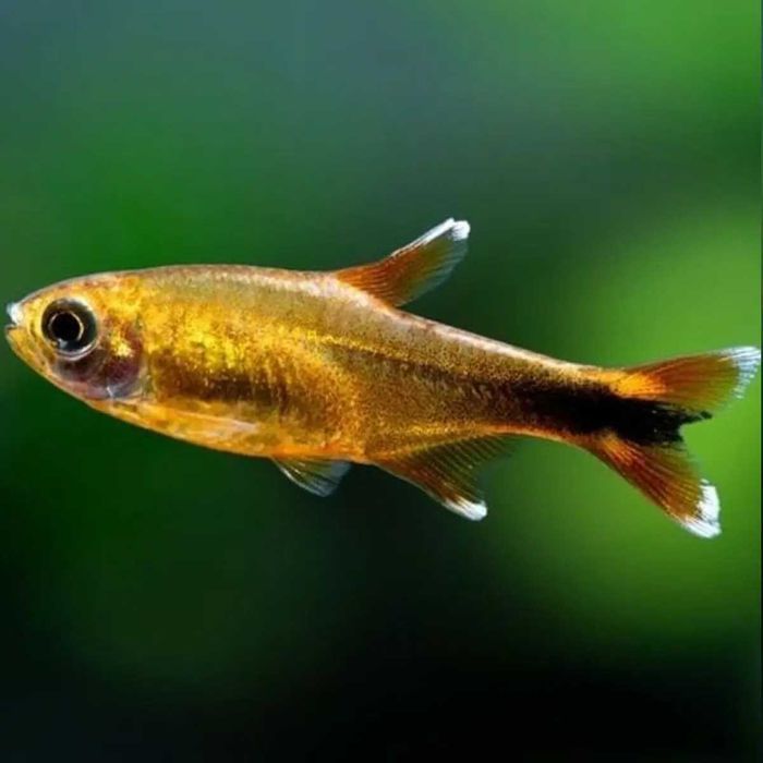 Tetra Cobre - Hasemania Nana