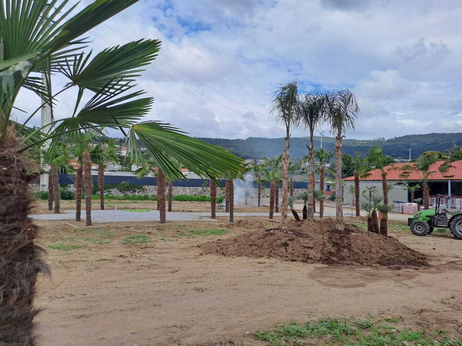 Criação e Manutenção de Jardim! Plantas/Palmeiras/Coqueiros/Sebe