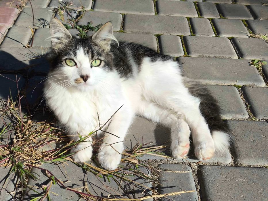 Котики в пошуку дому!