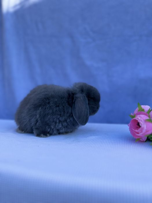 Голландський баранчик,карликові кролики,NHD