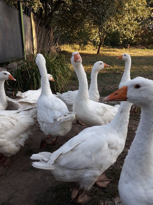 РОЗПРОДАЖ гусей мамутів !!!