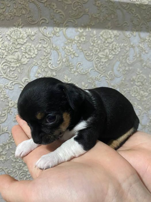 Чихуахуа цуценята