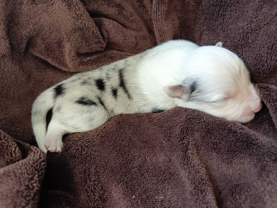 Border Collie suczka merle ZKWP/FCI