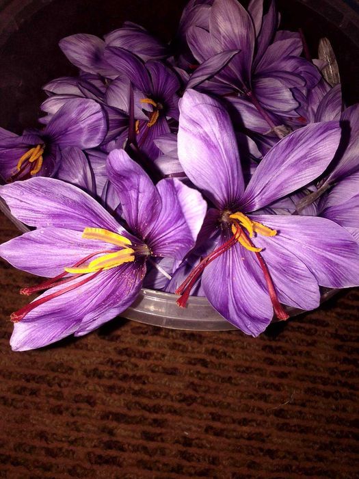 Шафран крокус спеція