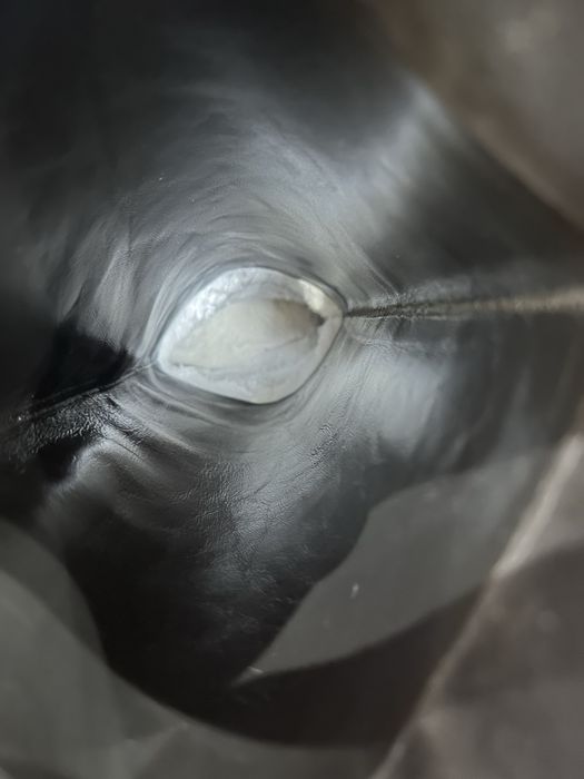 Сапоги Le Silla замшеві з хутром