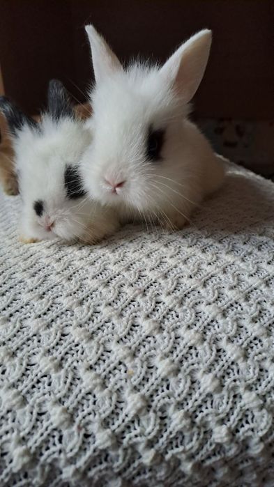 Декоративні кролики